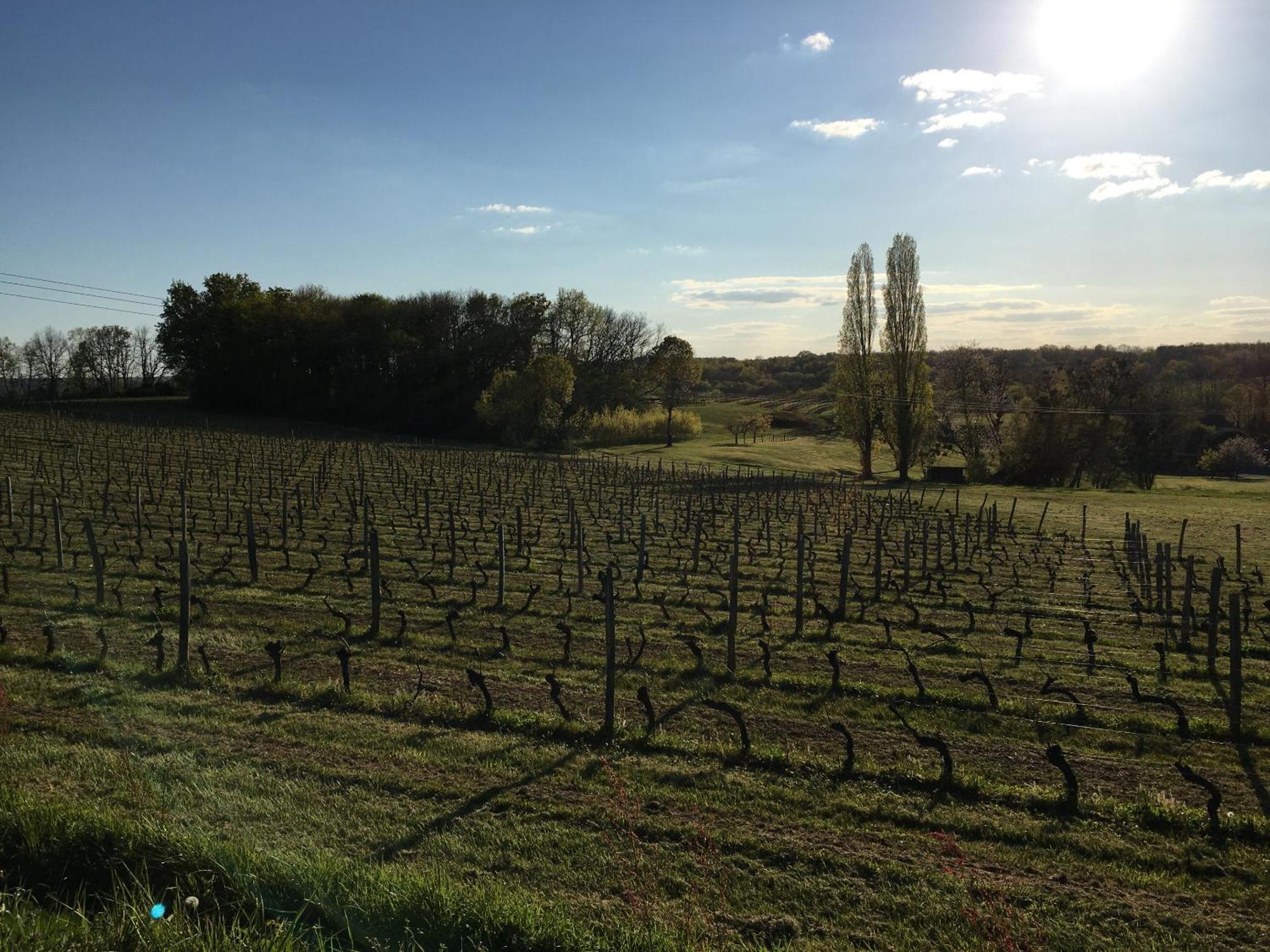 Chateau Masburel Fougueyrolles Екстер'єр фото